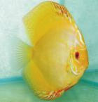 Siam Gold Discus