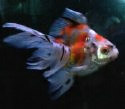 Red Oranda Gold Fish