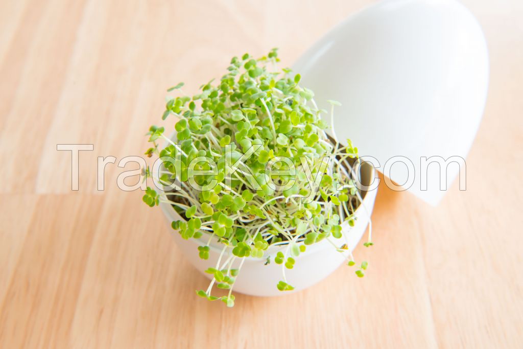 The egg of sprout