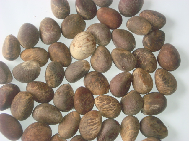 raw tagua nut (corozo nut)