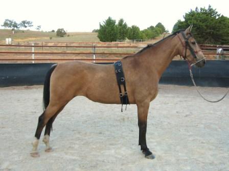 American Saddlebred Horses