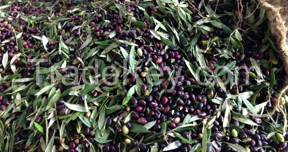 Extra Virgin Olive Oil Bulk