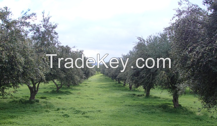 Extra Virgin Olive Oil Bulk