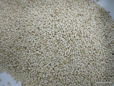 Red Whole Lentils red lentils importers,red lentils buyers,red lentils importer,buy red lentils,red lentils buyer,import red lentils,red lentils suppliers,