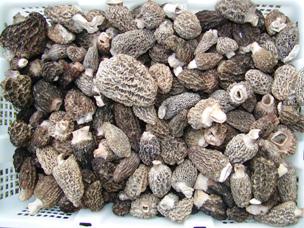 Morels, Male Enery Product and Die Pills.