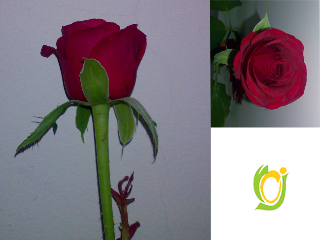 Roses (Passion Variety) Cut Flower.