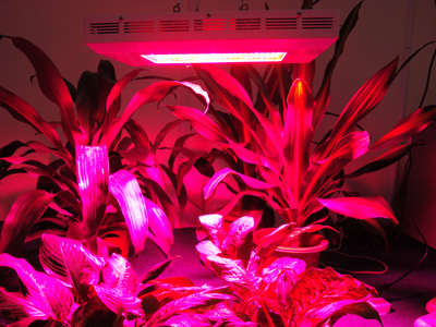 600W led hydroponics light