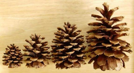 Pine Cones