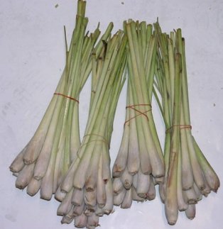 Lemon Grass