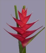 Caribea Red Flower