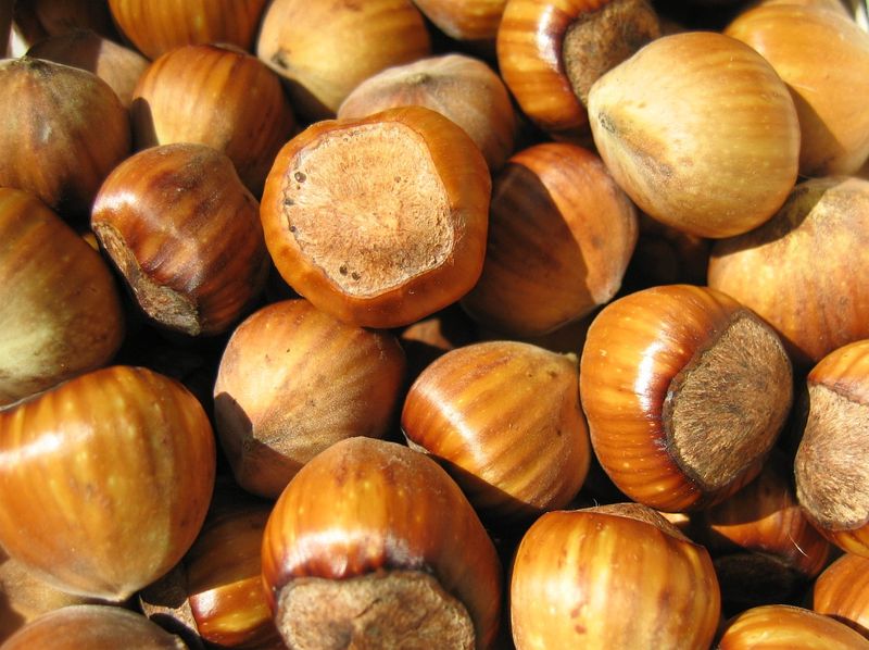 Inshell Hazelnuts