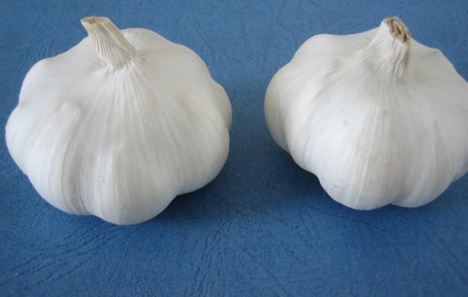 Garlic