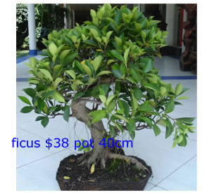 Ficus4