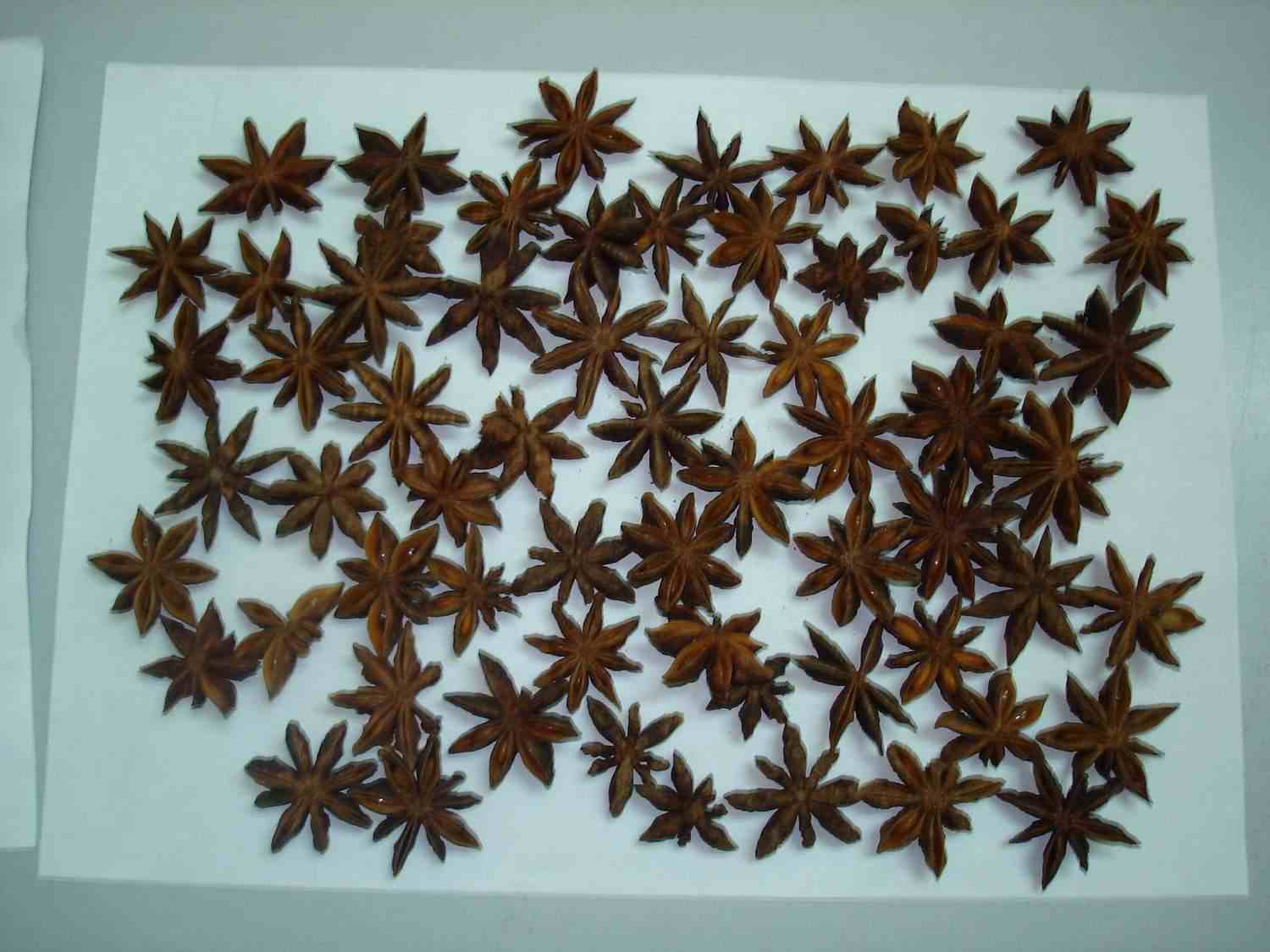 Star aniseed