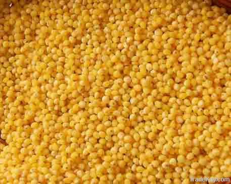 Millet yellow