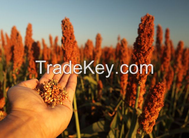 Sorghum