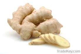 fresh ginger