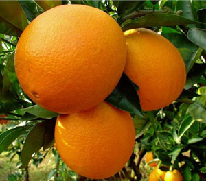 Fresh Navel Orange