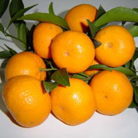 Fresh Honey Mandarin Orange