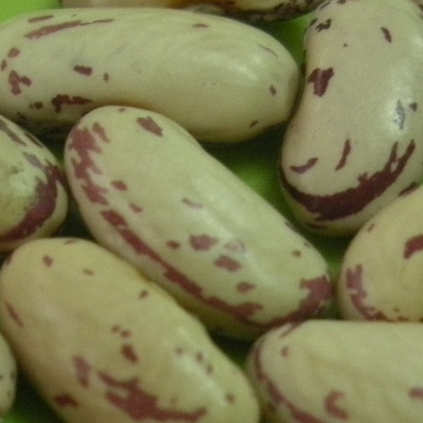 kidney beans