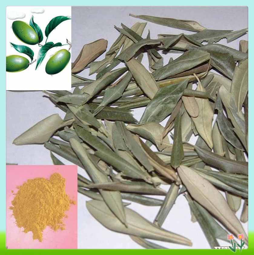 Olive Leaf Extract