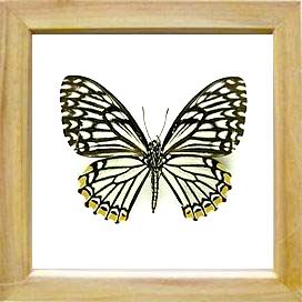 framed butterfly