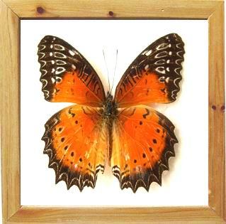 Framed butterflies