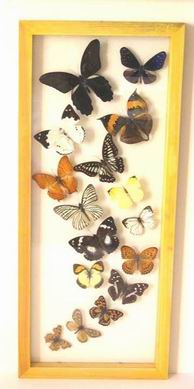 Framed butterfly-3