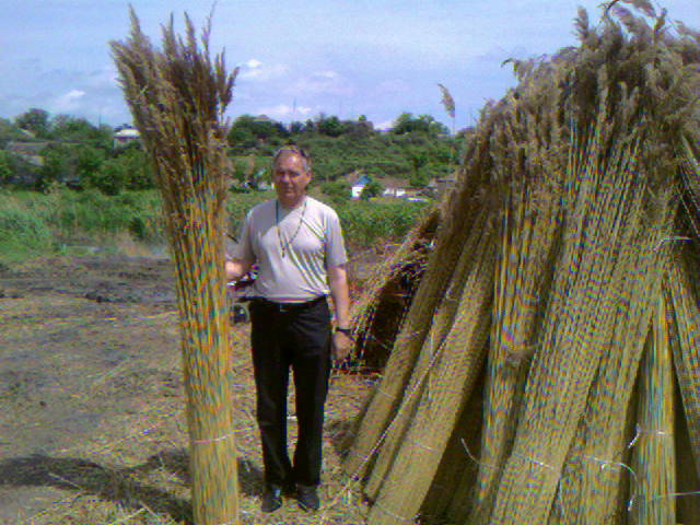 reed for roof