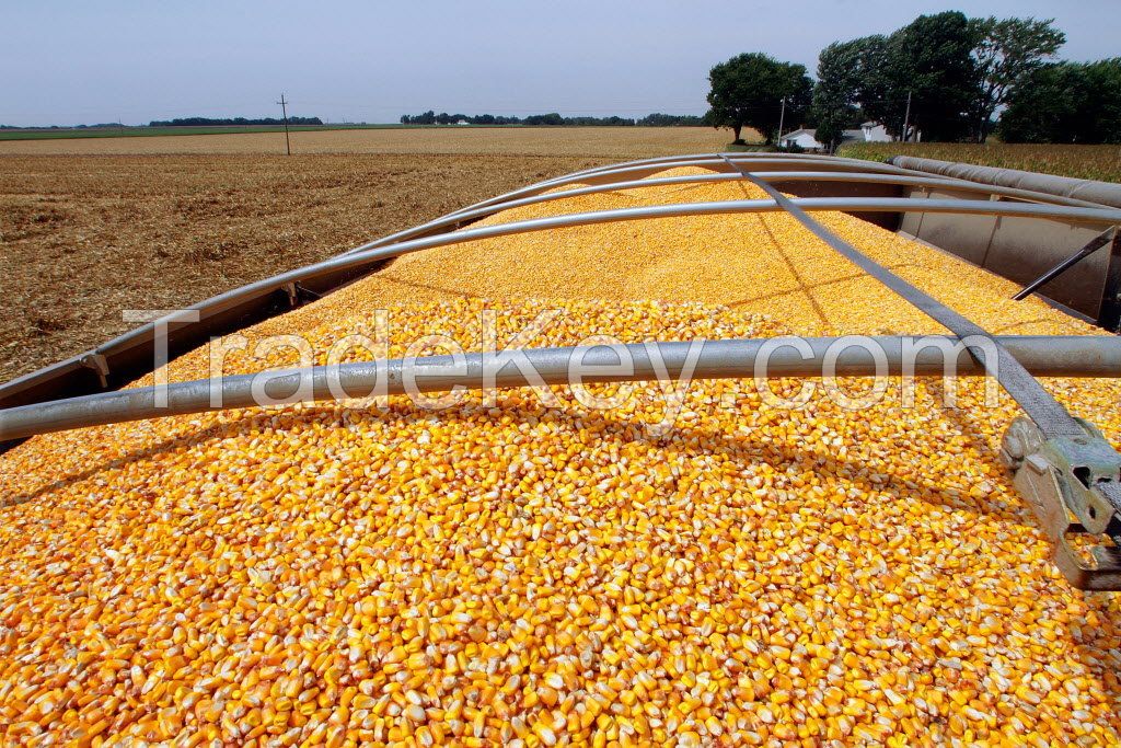 YELLOW CORN GMO #2 Origin Argentina