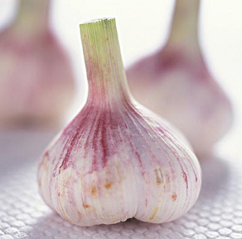 Normal White Garlic