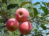 Fresh Fuji Apple