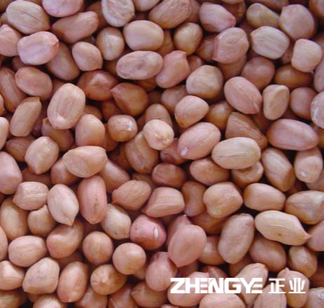 Peanut kernels Hsuji/round type, redskin type, blanched peanut kernel,