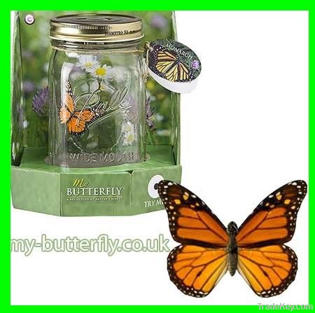 Butterfly in a jar