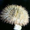 sea urchin