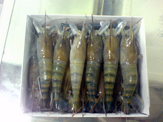 fresh water shrimp, cuttlefish  , tilapia , rohu fish, koi fish, sholi fish thailand