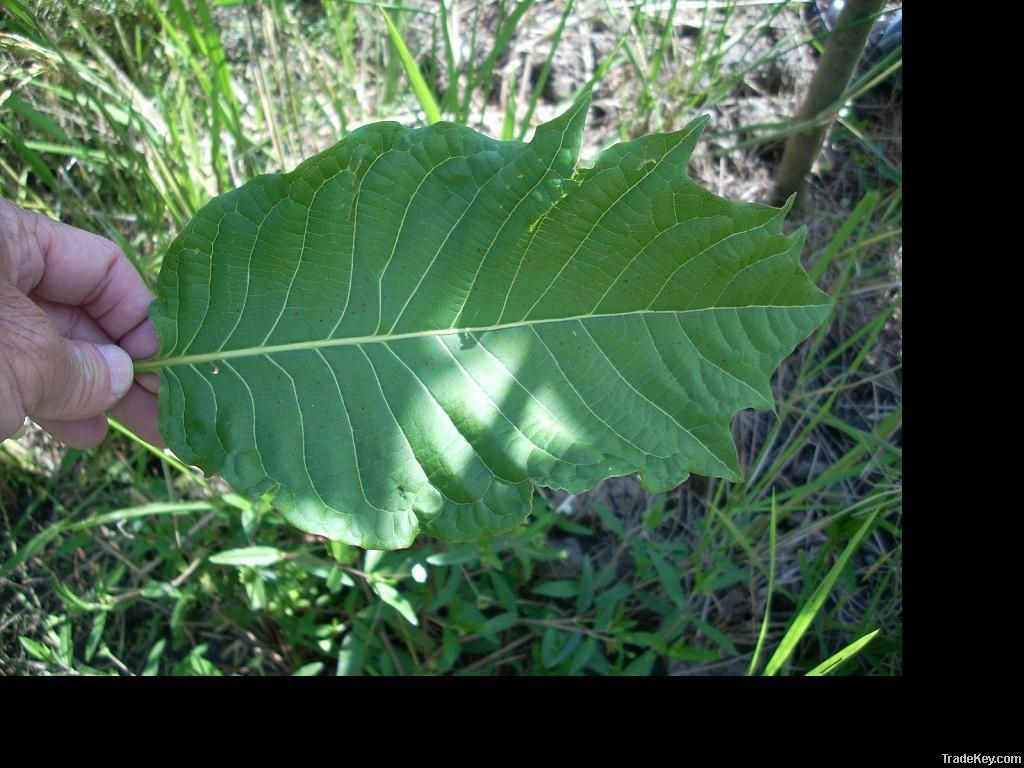 Wholesale Kratom Extract