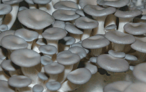 Oyster Mushroom, King-Oyster Mushroom, Enoki Mushroom
