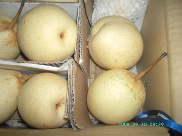 Hebei  ya pear