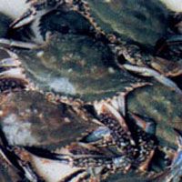 Sea crab(portunid)