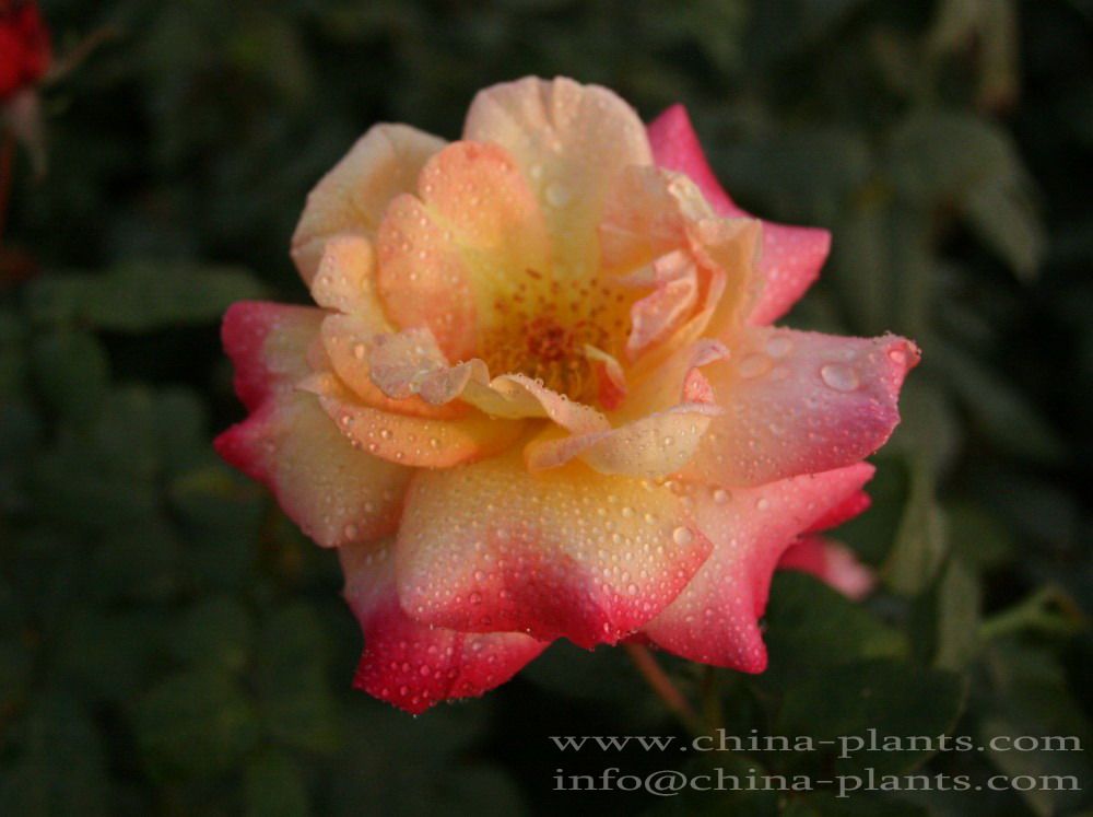 Chinese Rose