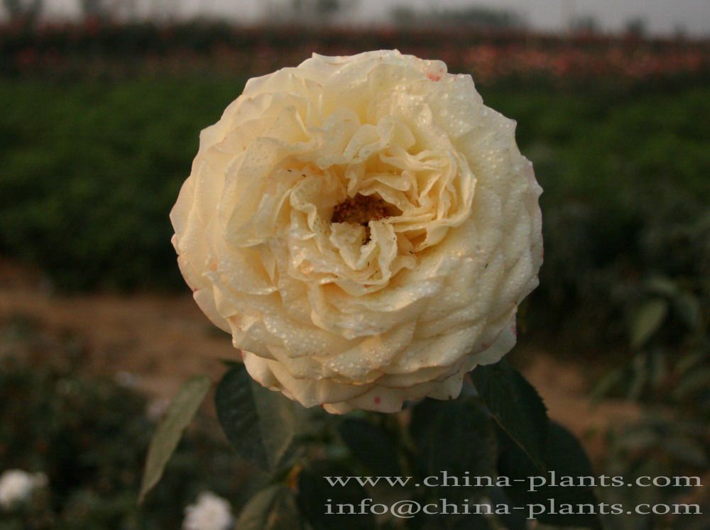 Chinese Rose