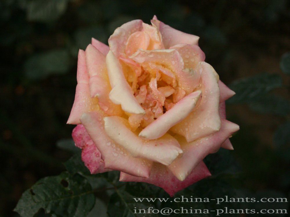 Chinese Rose