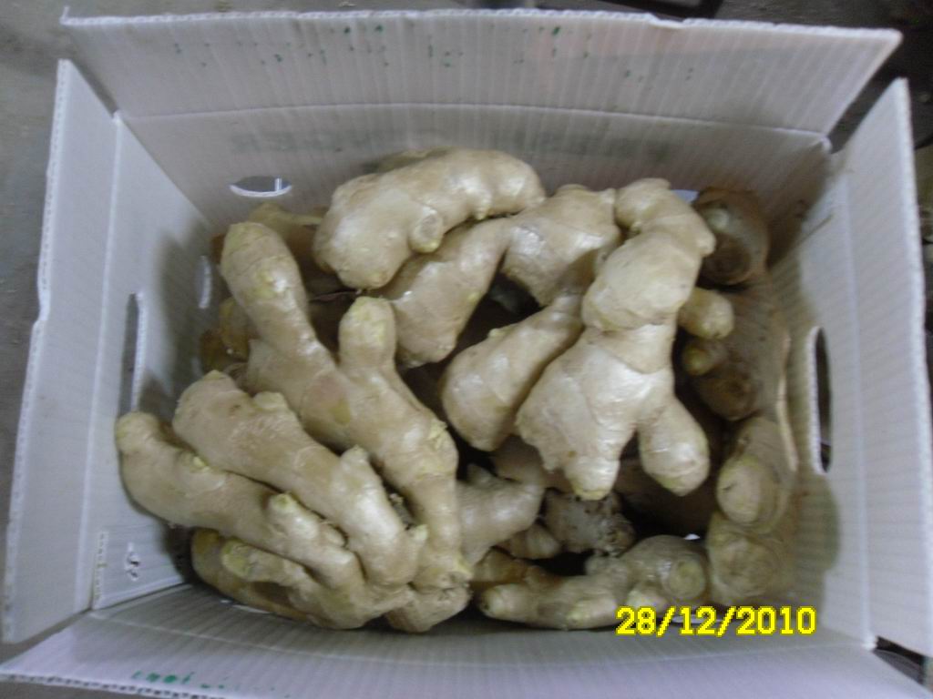 Fresh ginger/air dried ginger/semi air dried ginger