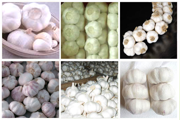 garlic/fresh garlic