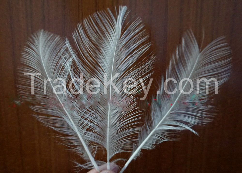 Burnt Goose Nageoires Feather 6" up from China