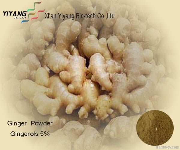 Ginger extract powder  Gingerols  5%