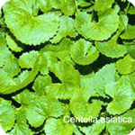 Centella Selected Triterpenes  75% 95%   HPLC
