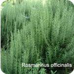 Rosemary acid