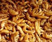 gammarus(small dried shrimp)